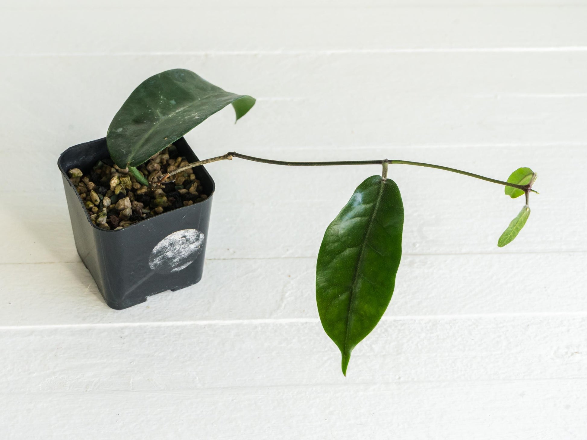 Hoya megalaster | 2-Inch