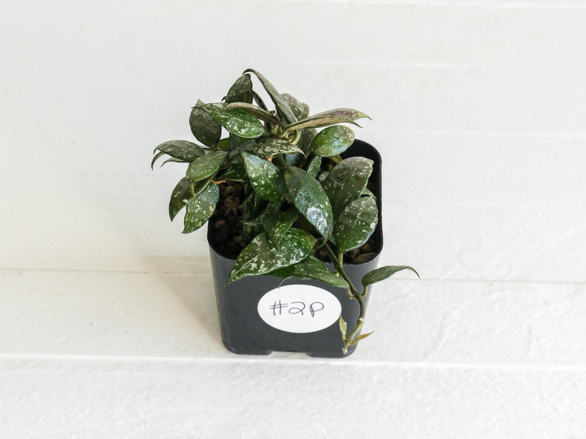 Hoya lacunosa 'Perangin Durian' IML-1896 | 2-Inch