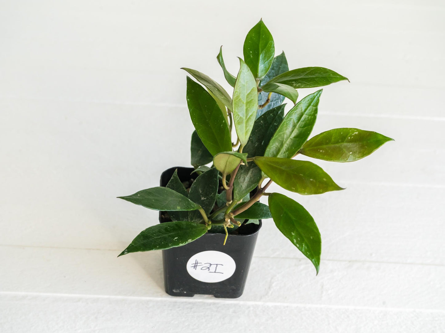 Hoya 'Rebecca' | 2-Inch