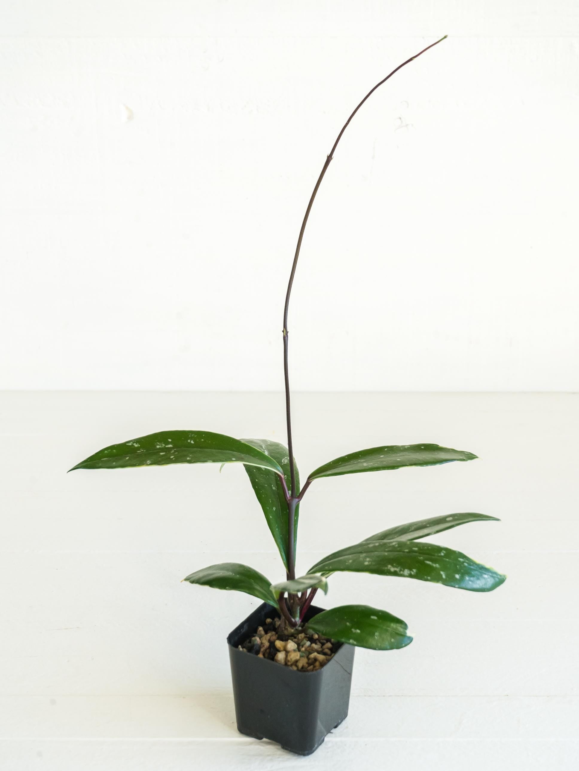 Hoya pubicalyx (Albo, Splash) | 2-Inch