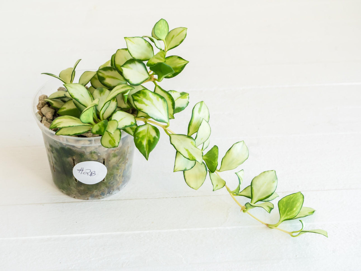 Hoya heuschkeliana (Inner Variegated) | 3-Inch
