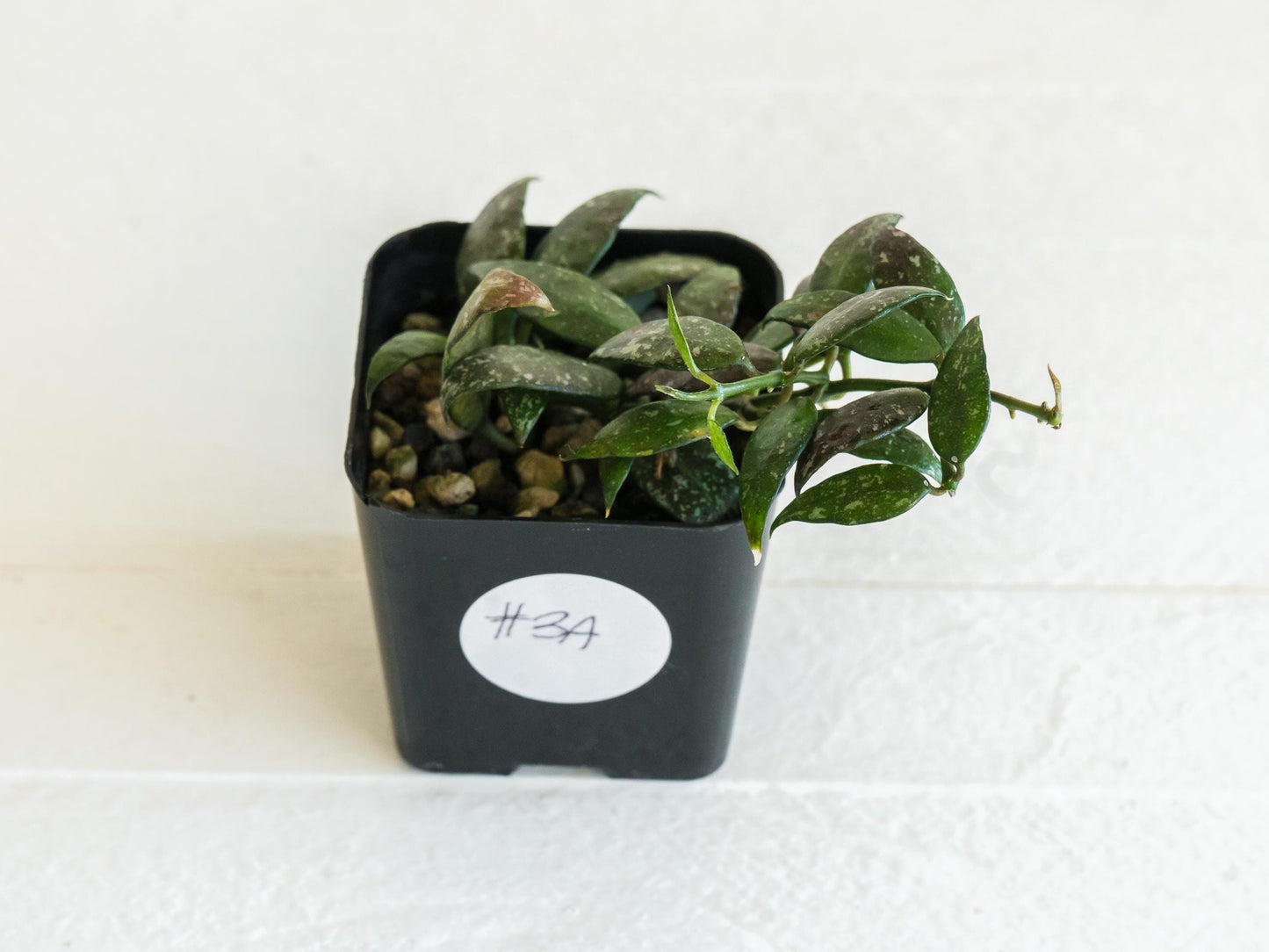 Hoya lacunosa 'Perangin Durian' IML-1896 | 2-Inch