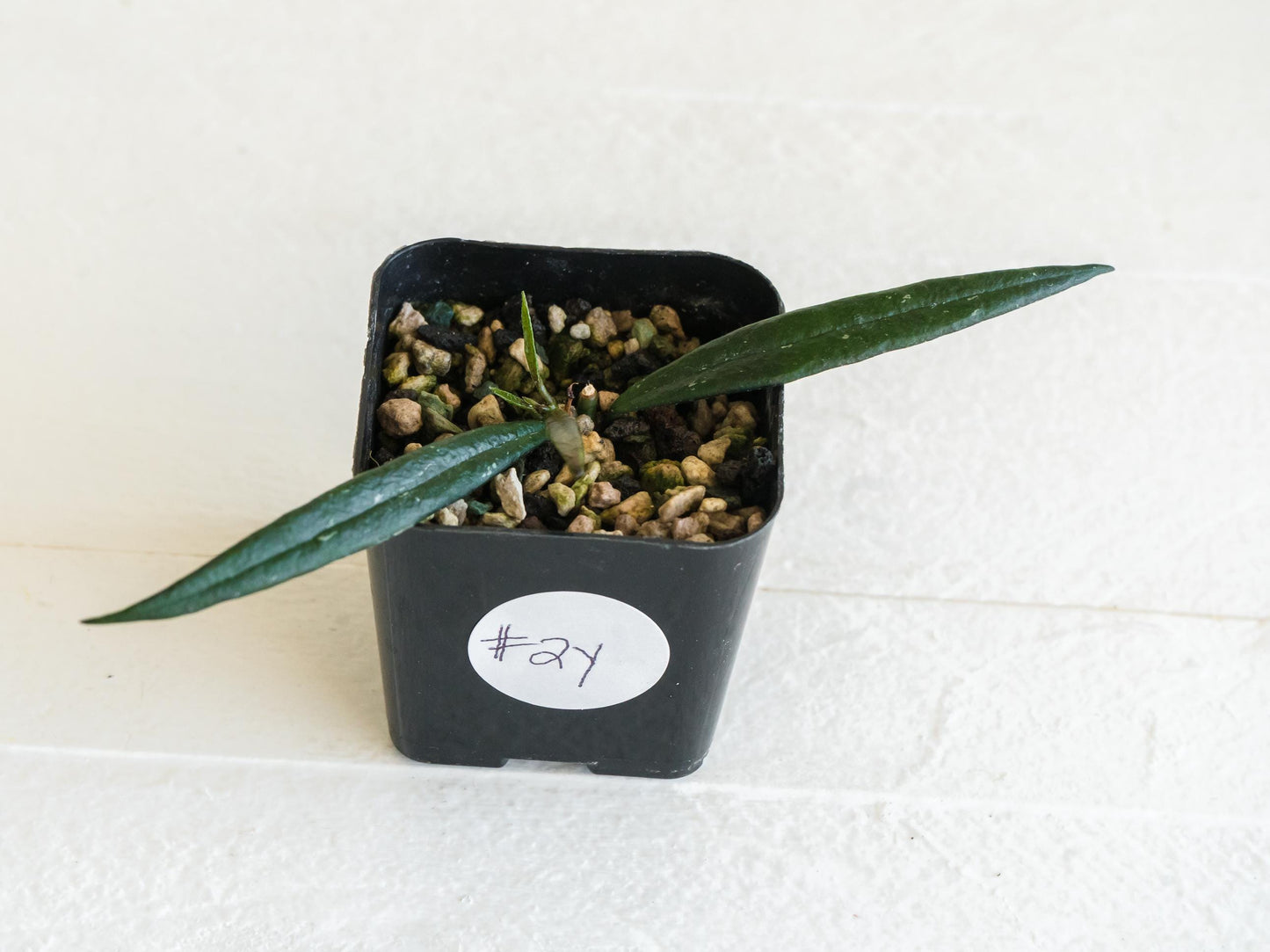 Hoya pauciflora | 2-Inch