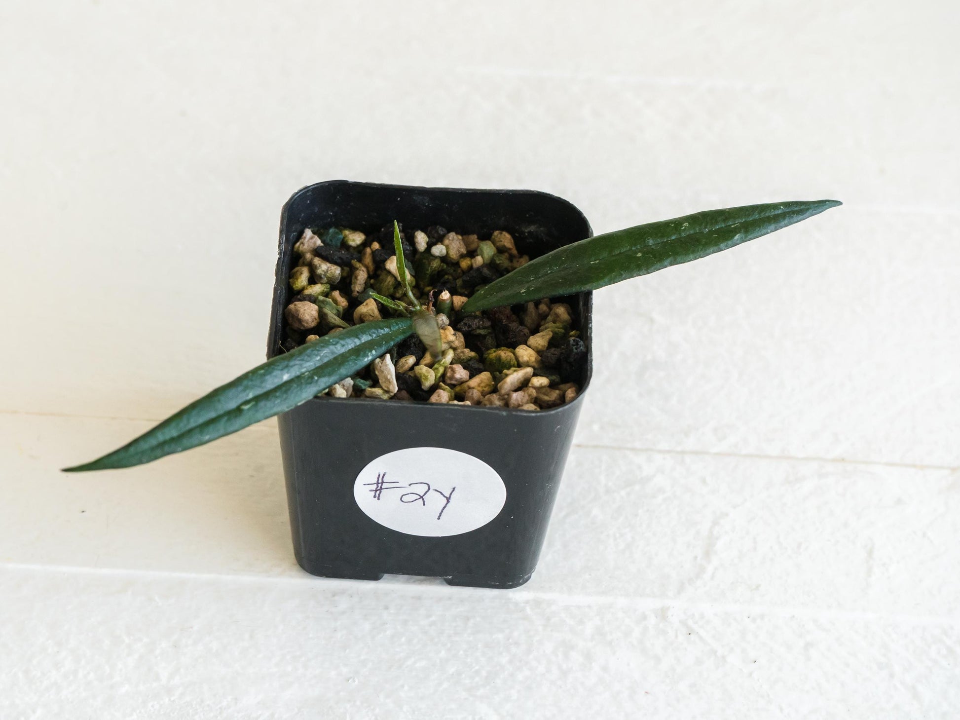 Hoya pauciflora | 2-Inch