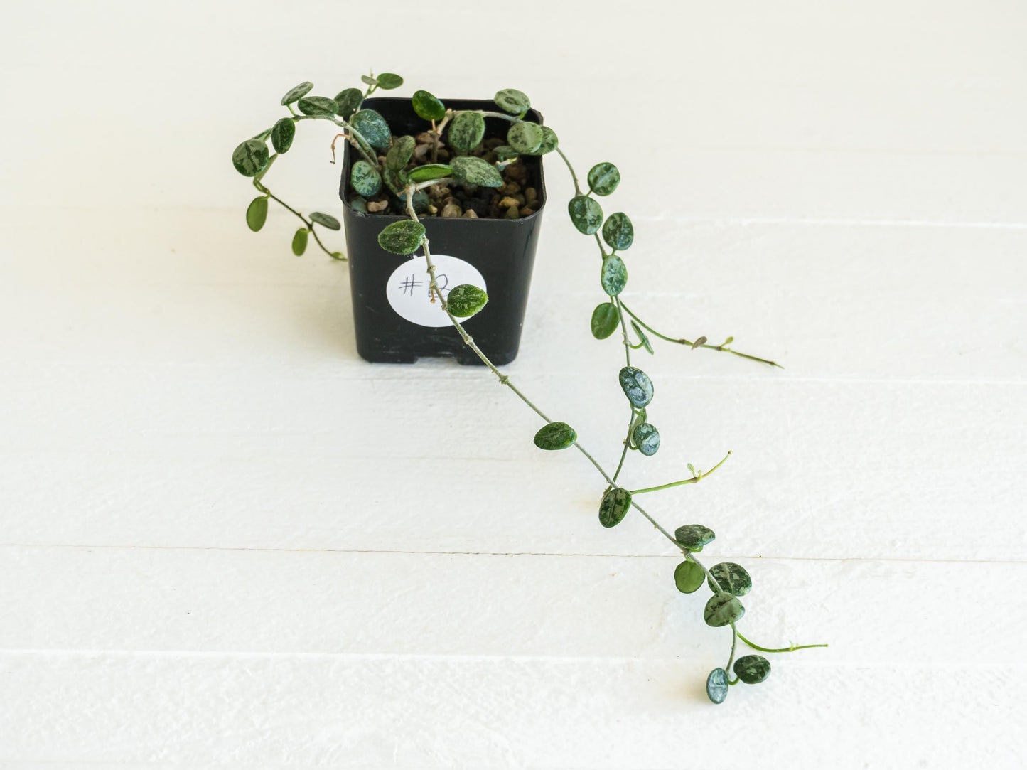 Hoya serpens (Splash) | Large 2-Inch