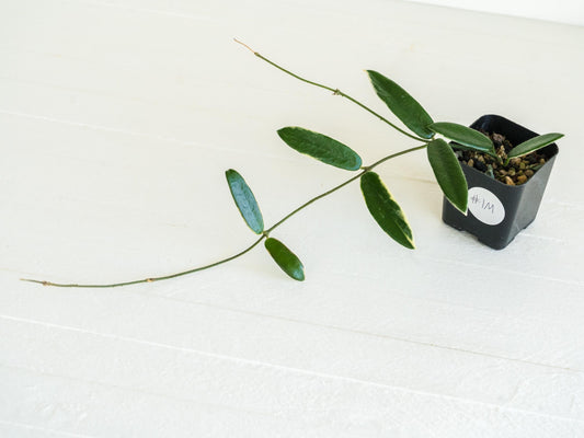 Hoya lyi 'Prism' (Pink Flower) | 2-Inch