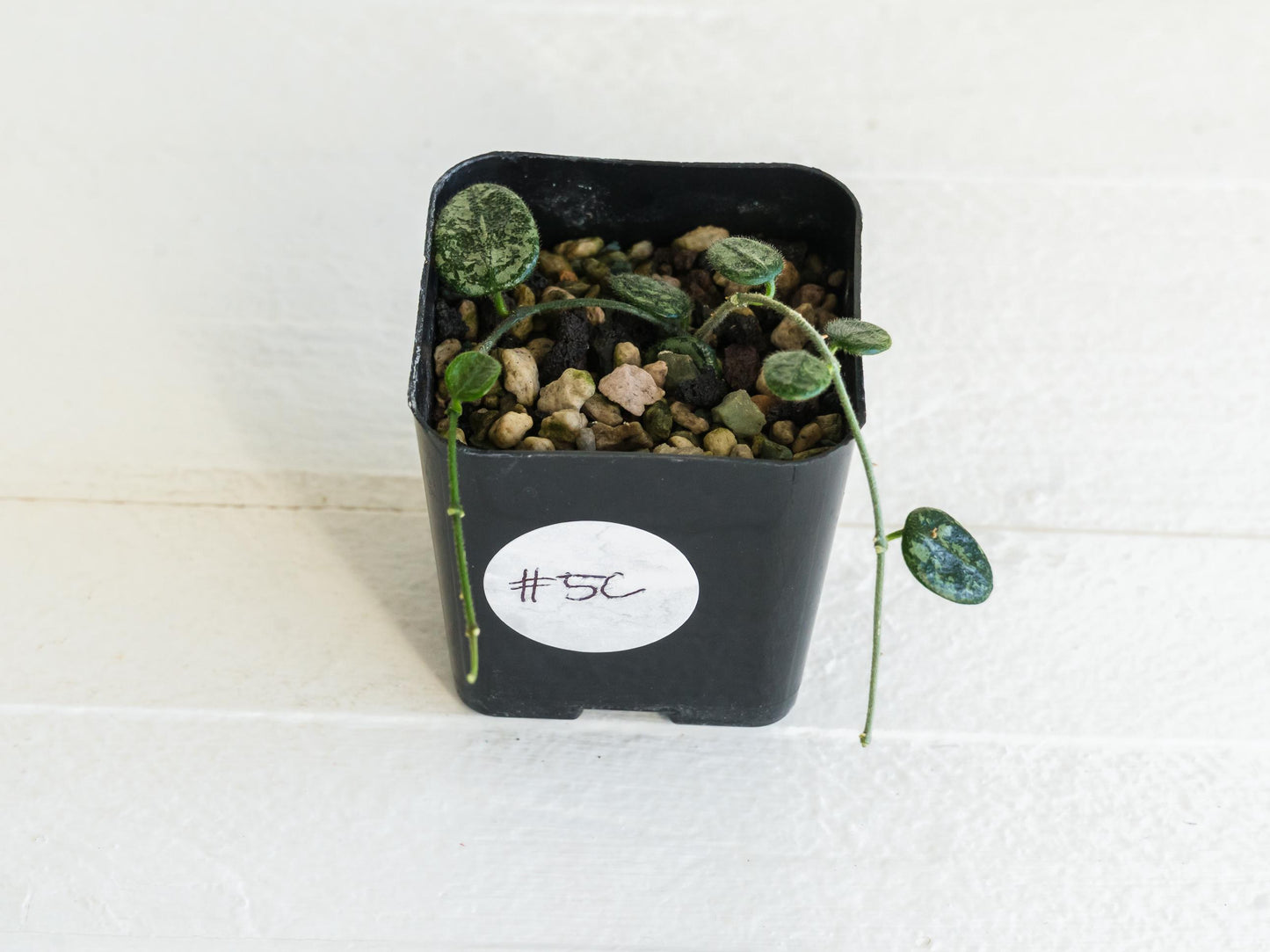 Hoya serpens (Splash) | 2-Inch