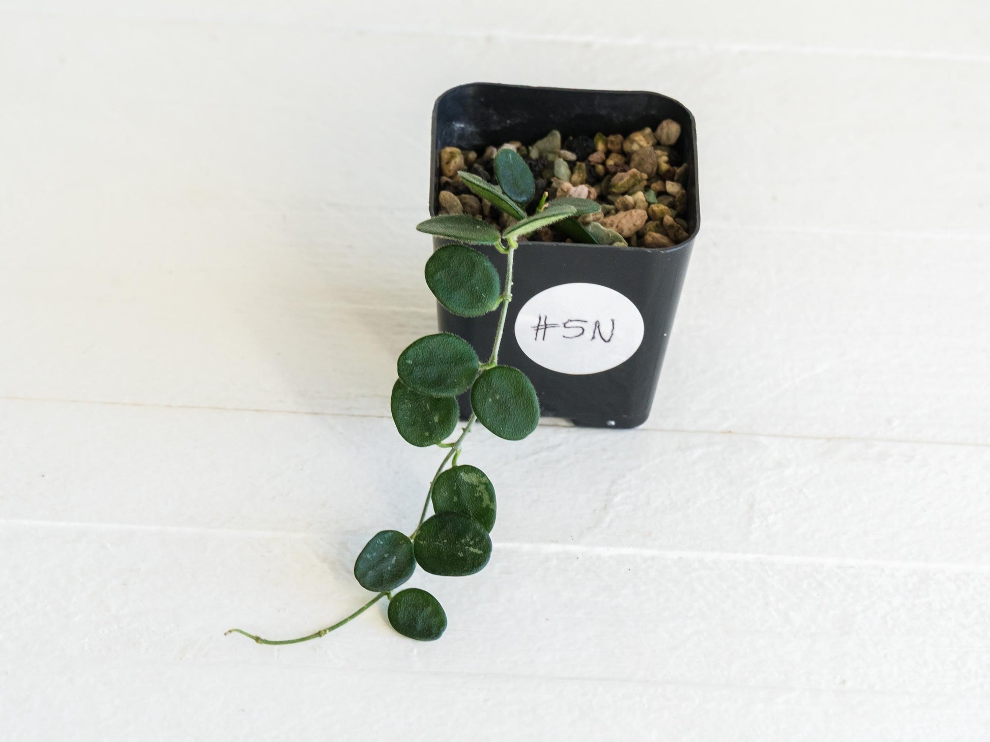 Hoya serpens | 2-Inch