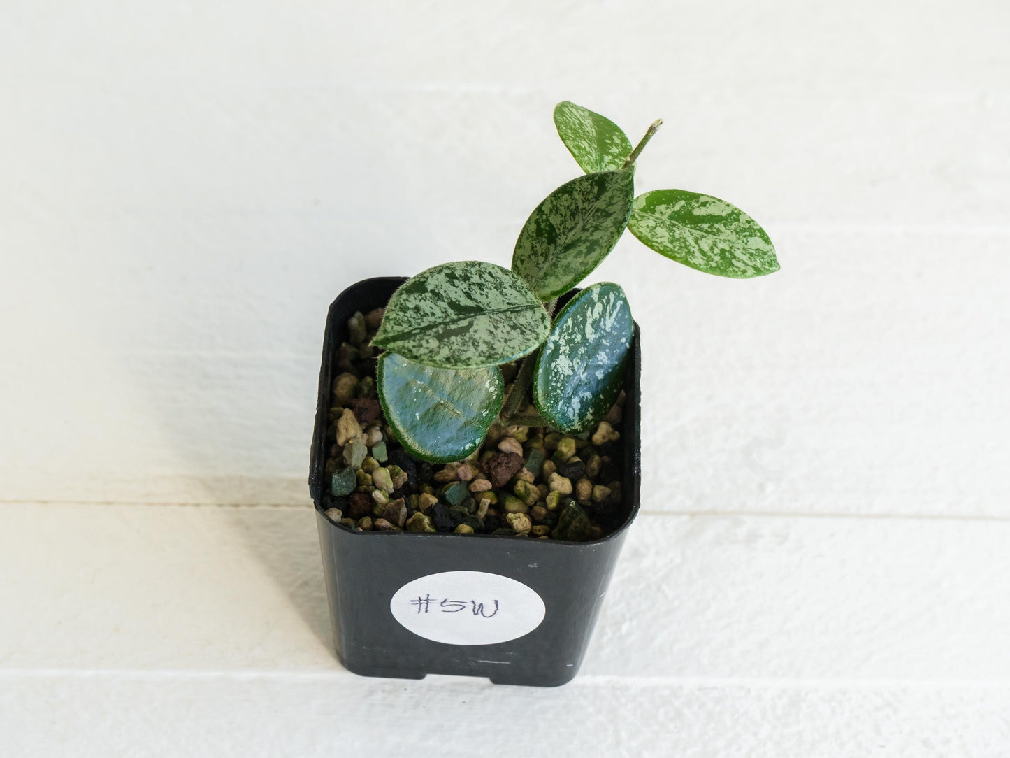 Hoya 'Mathilde' (Splash) | 2-Inch