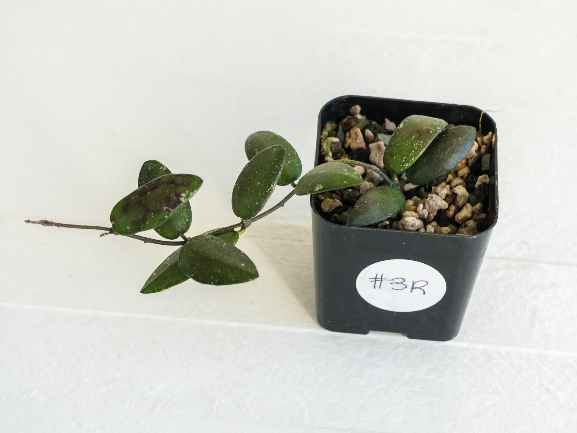 Hoya sigillatis 'Alas River' | 2-Inch
