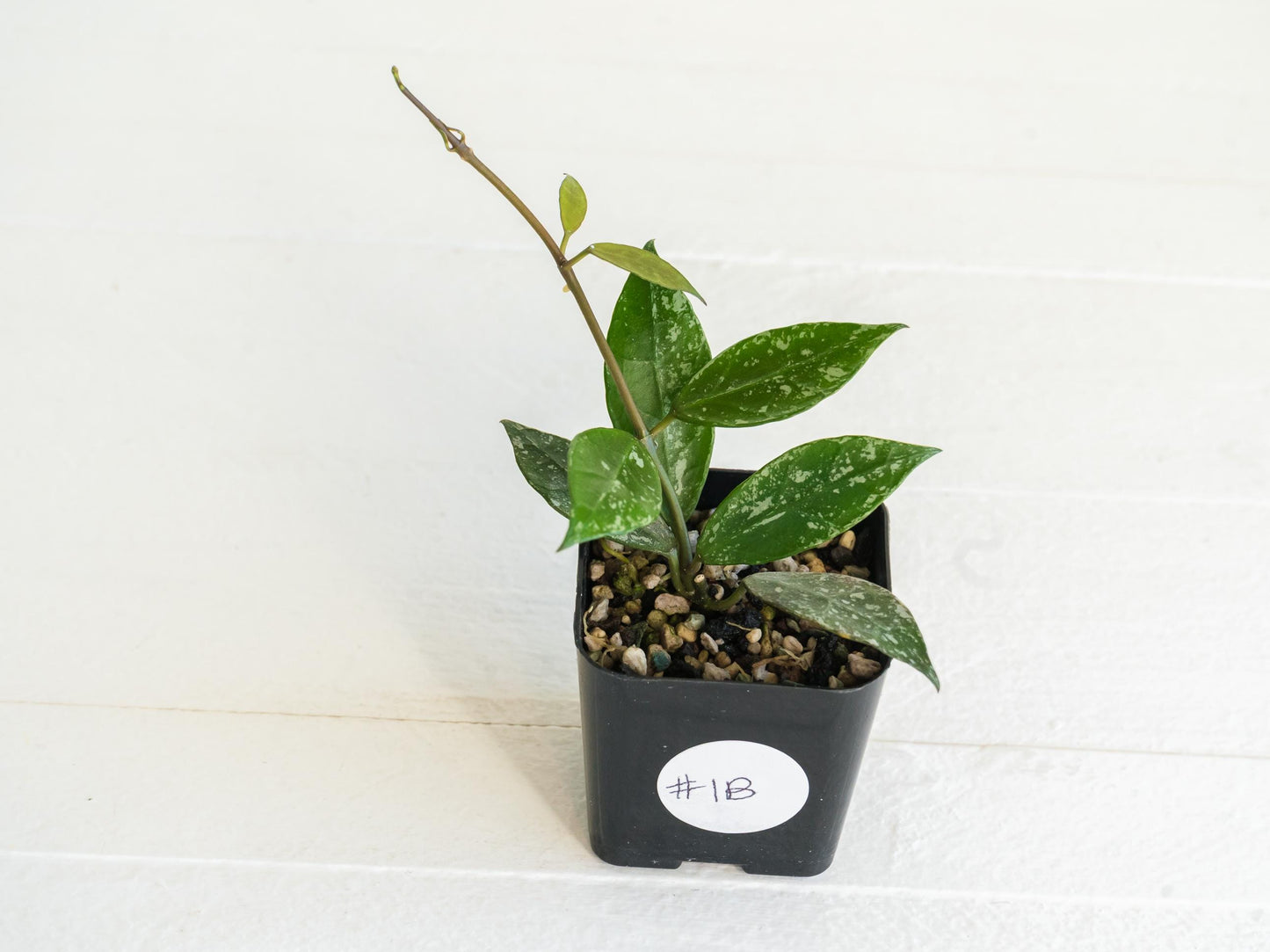 Hoya 'Rebecca' (Splash) | 2-Inch