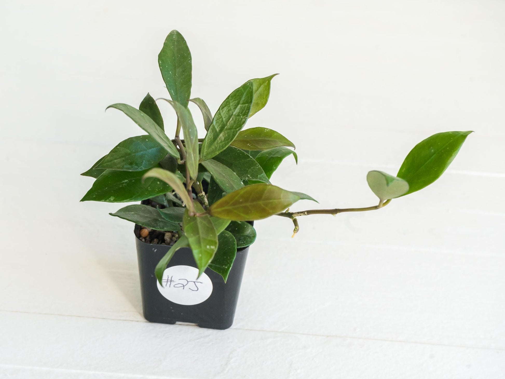 Hoya 'Rebecca' | 2-Inch