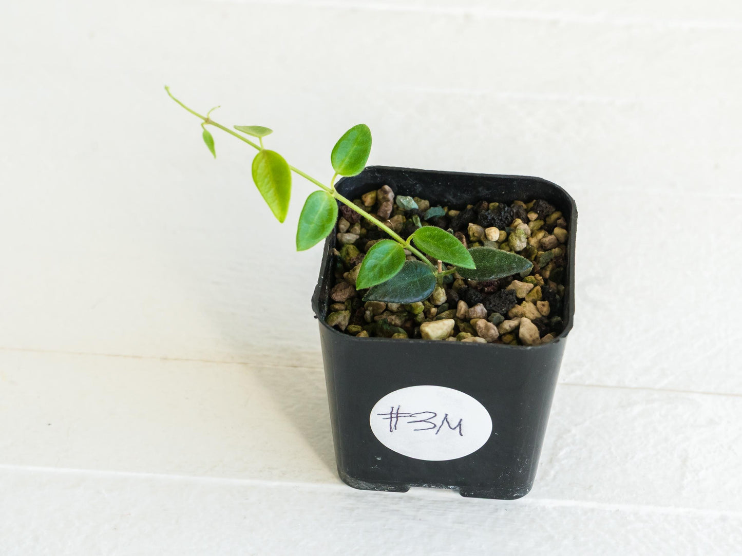 Hoya pulleana IM-02 | 2-Inch