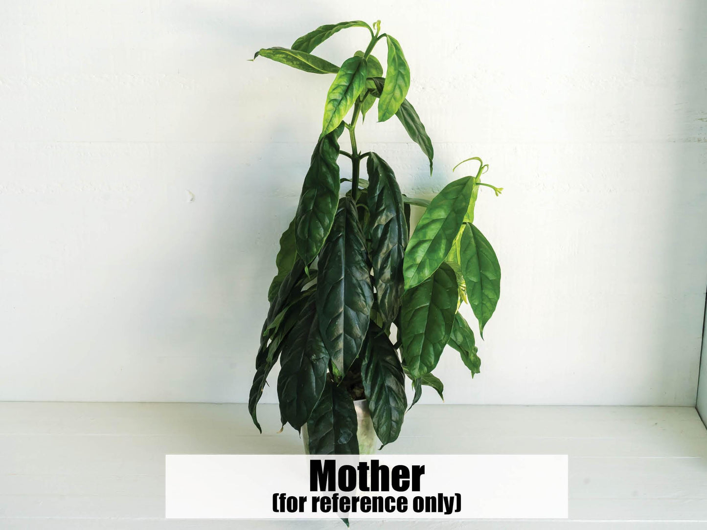 Hoya decipulae (Outer Variegated/Albo) | 2-Inch