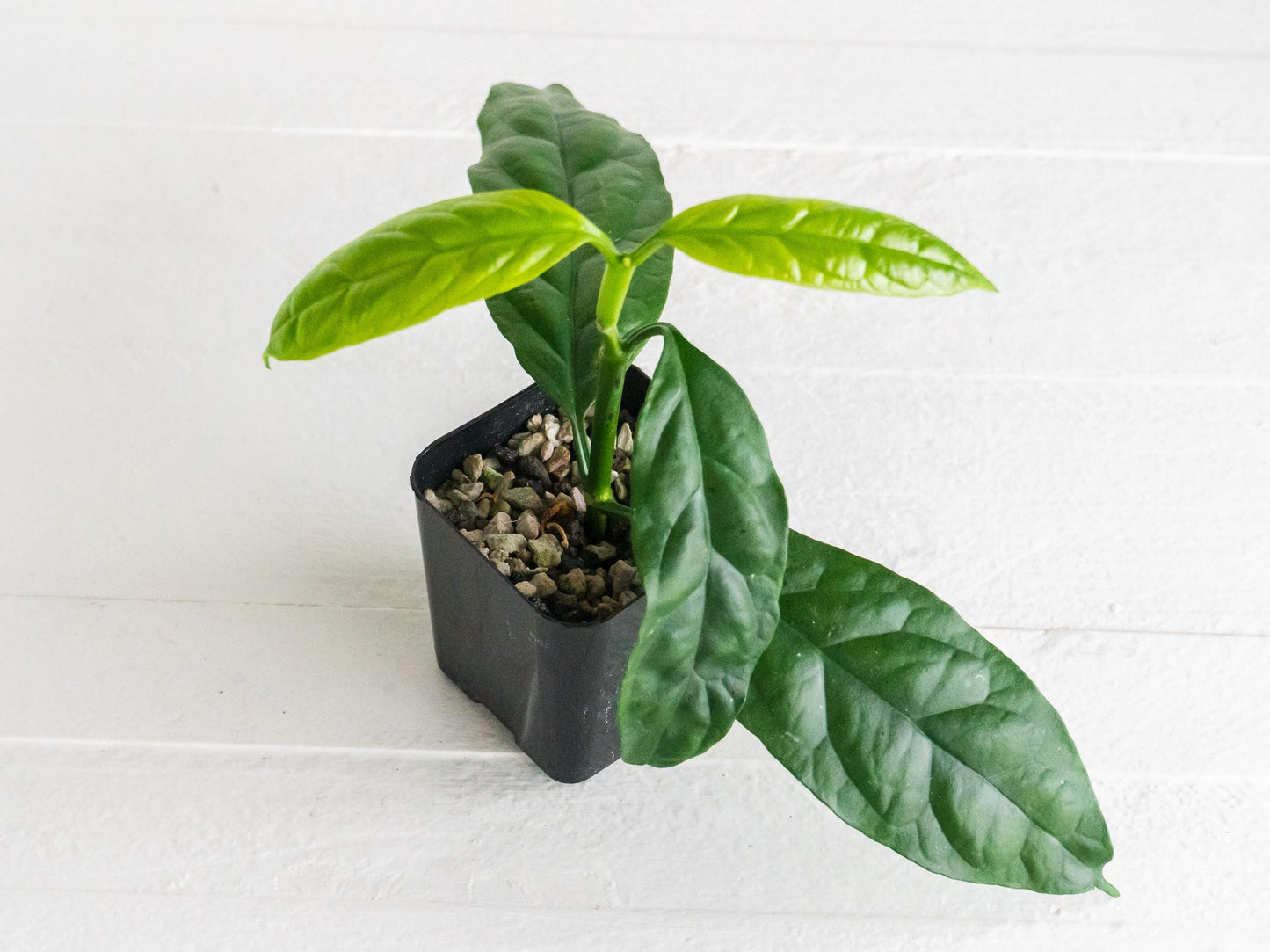 Hoya decipulae (Outer Variegated/Albo) | 2-Inch