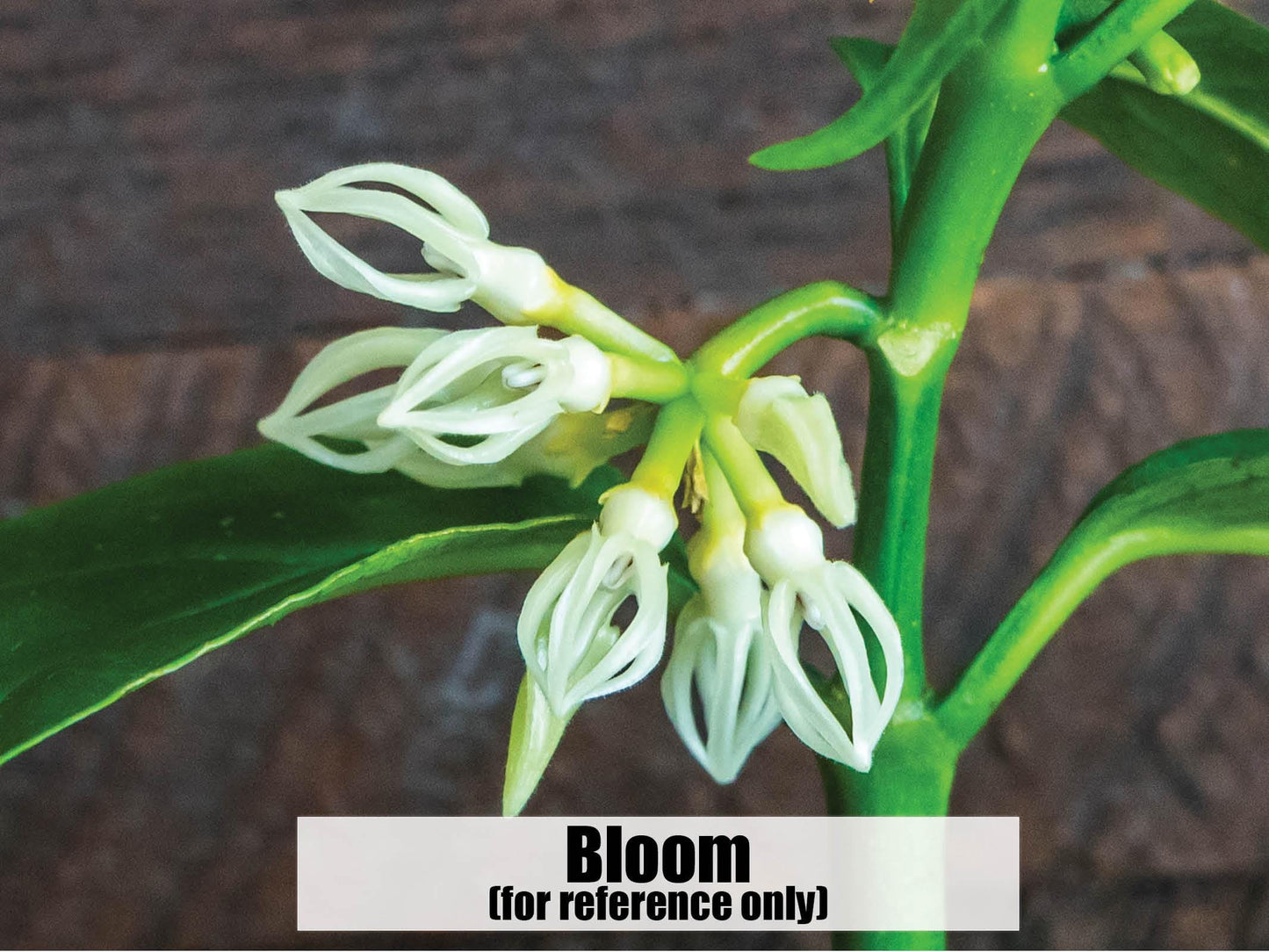 Hoya decipulae (Outer Variegated/Albo) | 2-Inch