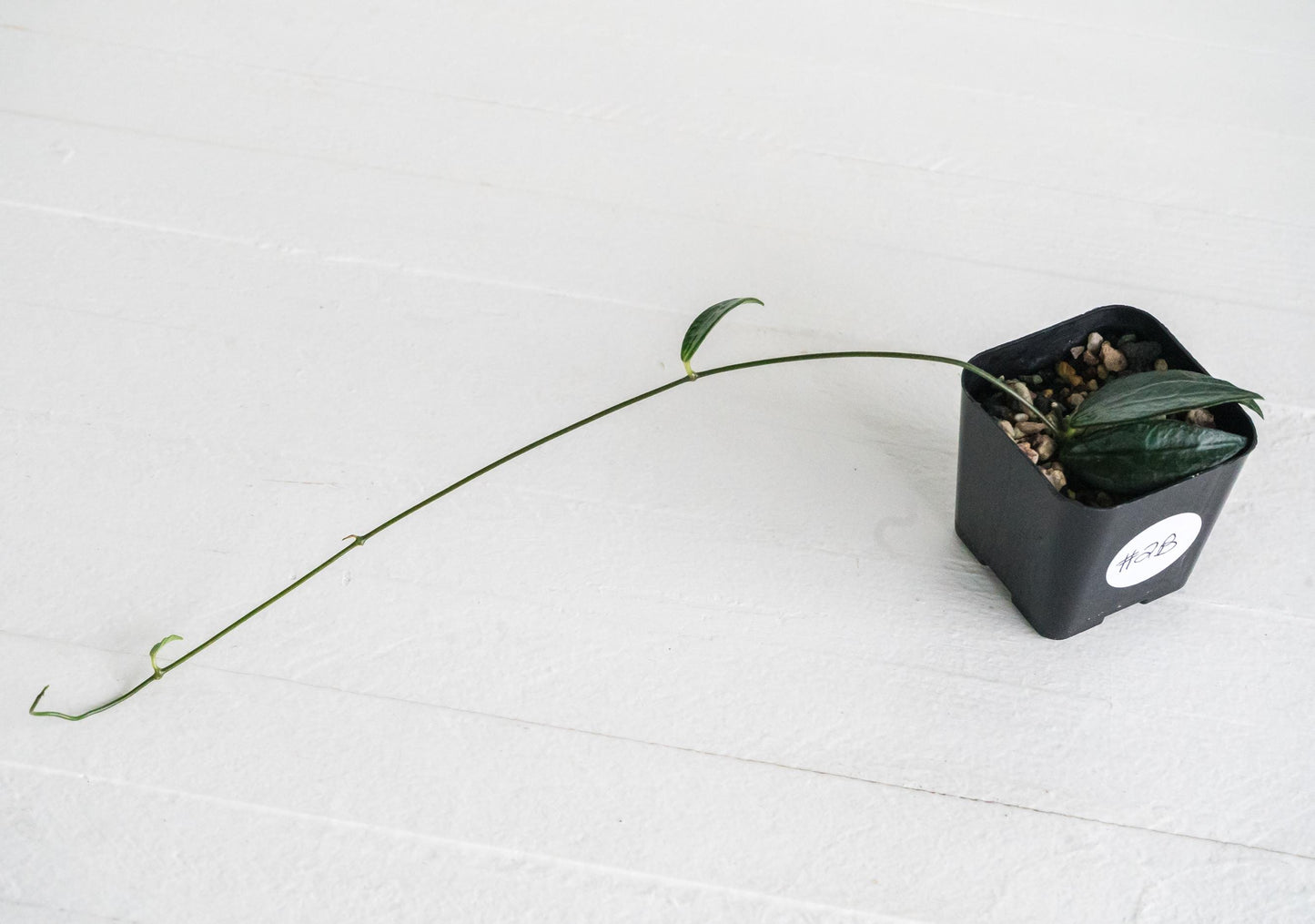 Dischidia GPS-88 | 2-Inch FKA as a Hoya