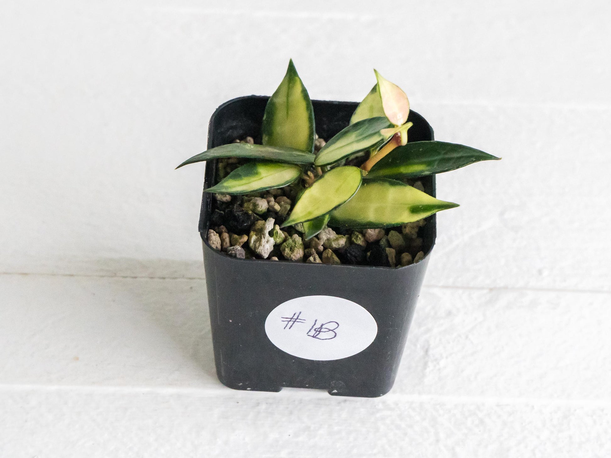 Hoya lacunosa (Inner Variegated) | 2-Inch