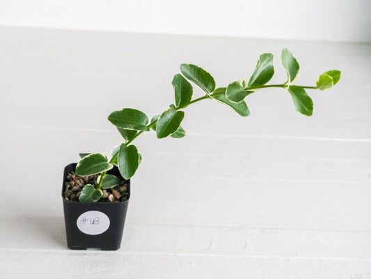 Hoya cumingiana (Albo | Outer Variegated) | 2-Inch