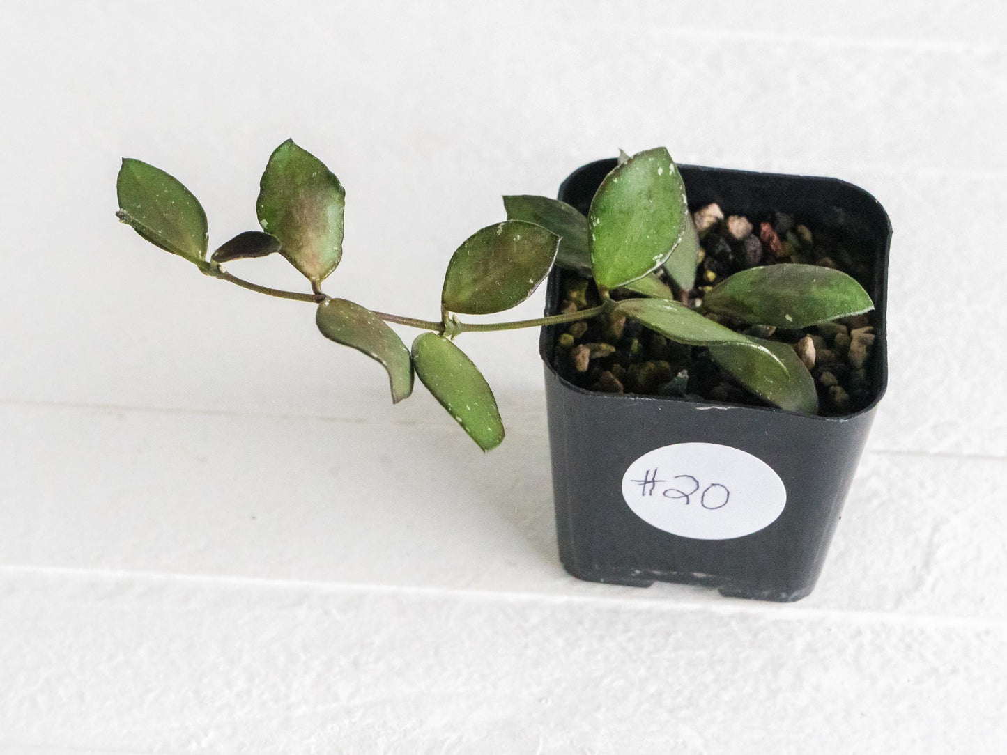 Hoya borneo (Small Leaf) | 2-Inch