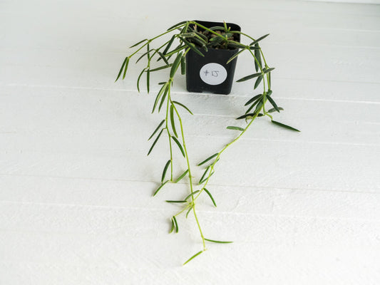 Hoya linearis | 2-Inch