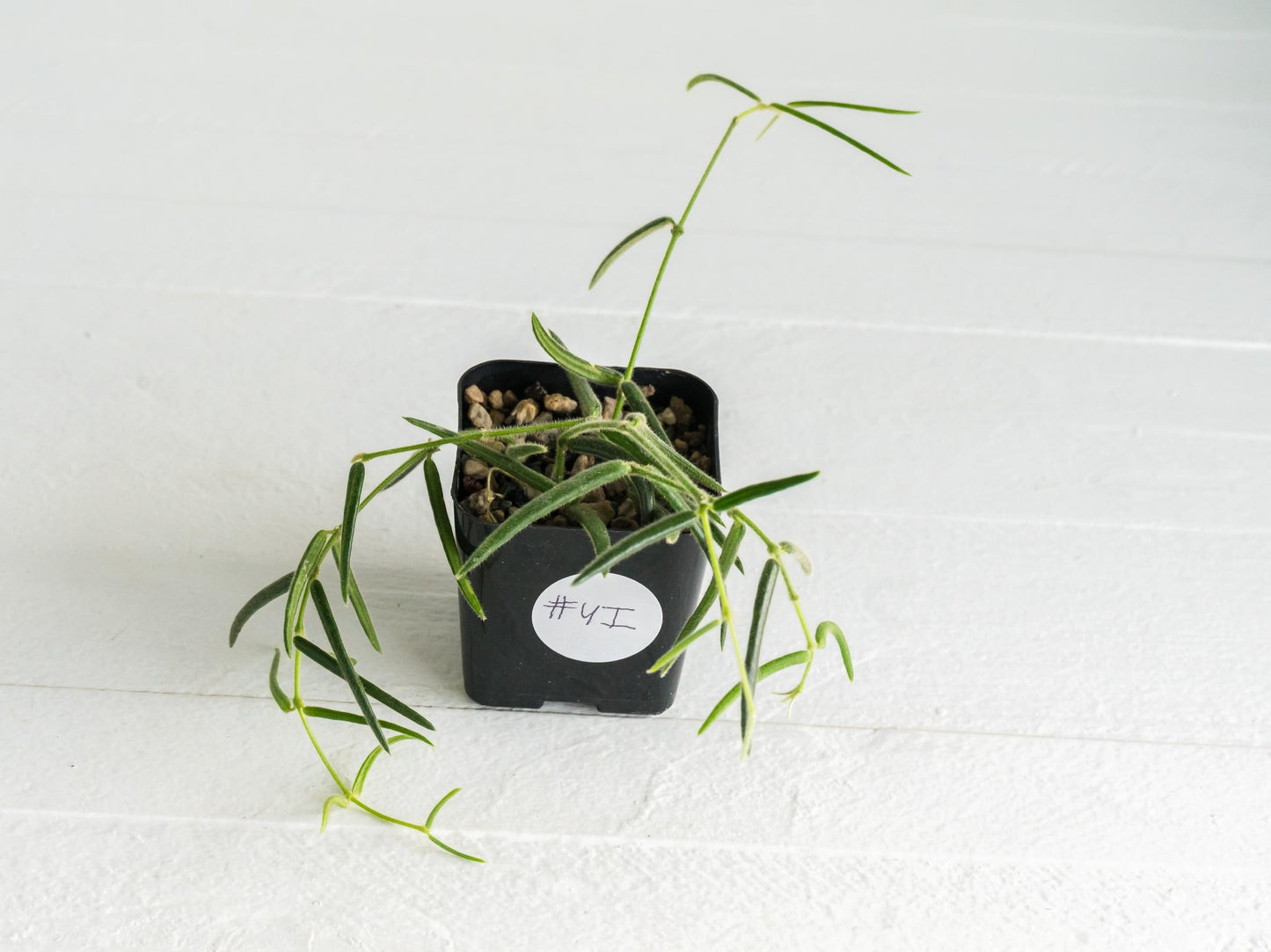 Hoya linearis | 2-Inch