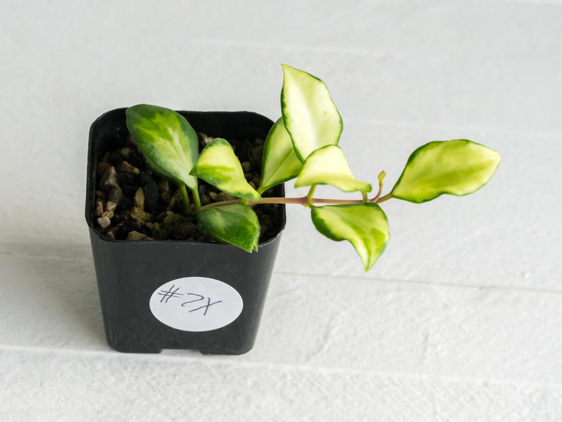 Hoya heuschkeliana (Inner Variegated)| 2-Inch