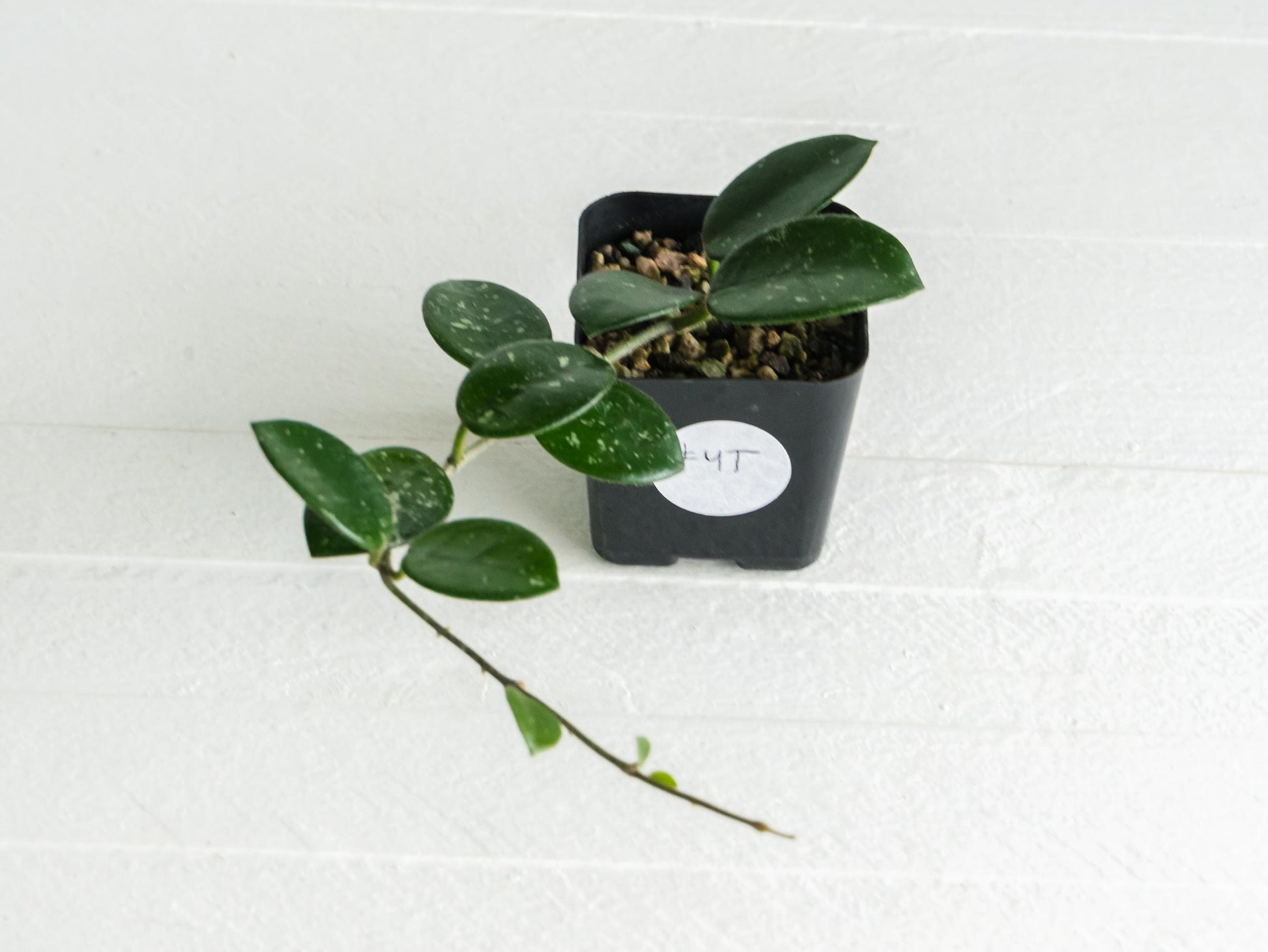 Hoya 'Mathilde' | 2-Inch