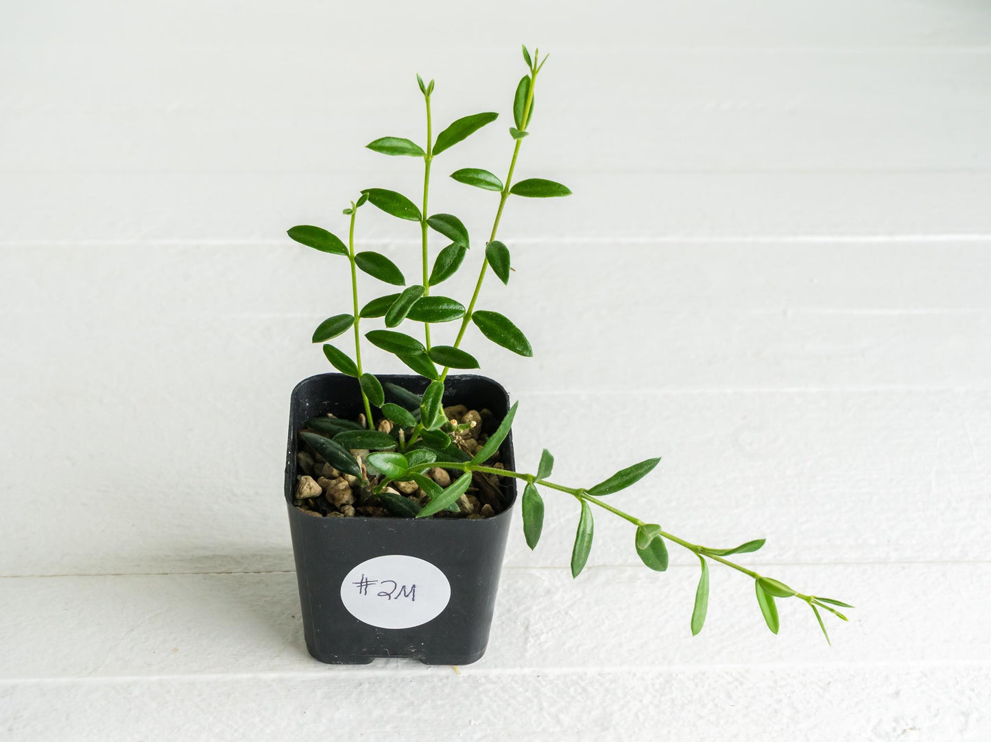 Hoya engleriana (Vietnam) | 2-Inch