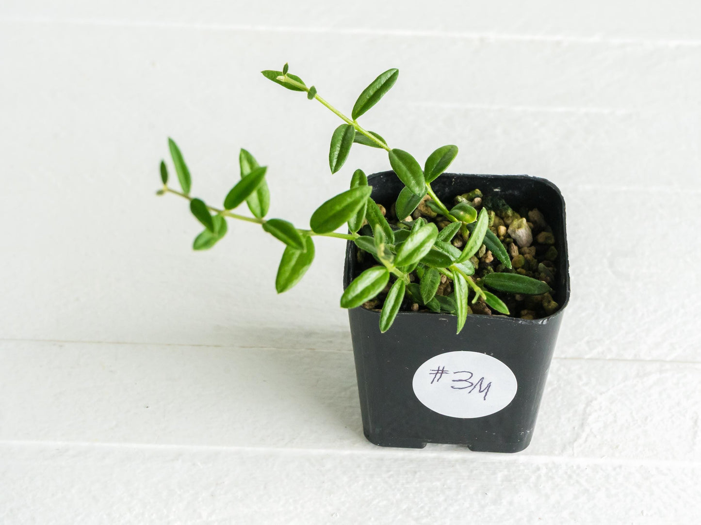 Hoya engleriana (Vietnam) | 2-Inch