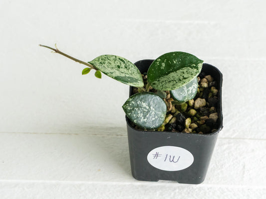 Hoya 'Mathilde' (Splash) | 2-Inch