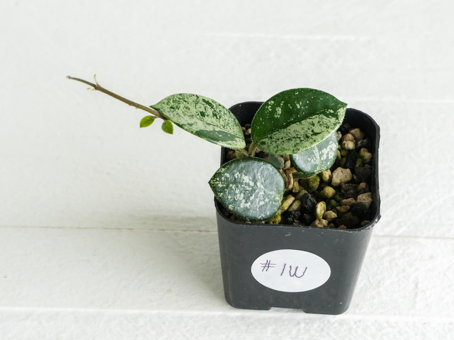 Hoya 'Mathilde' (Splash) | 2-Inch