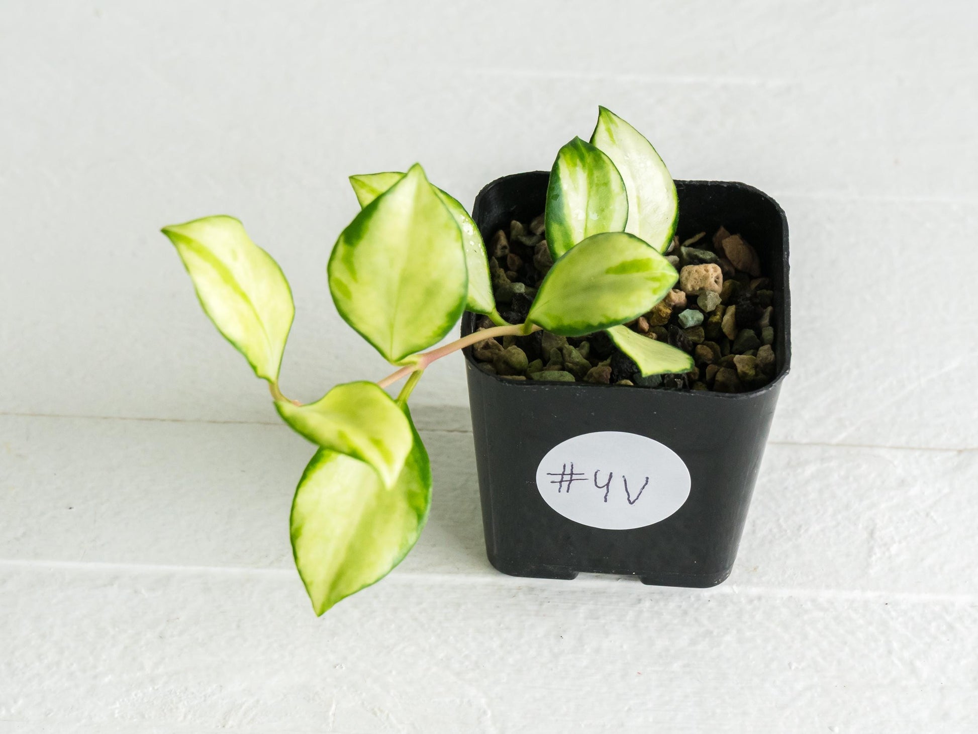 Hoya heuschkeliana (Inner Variegated)| 2-Inch