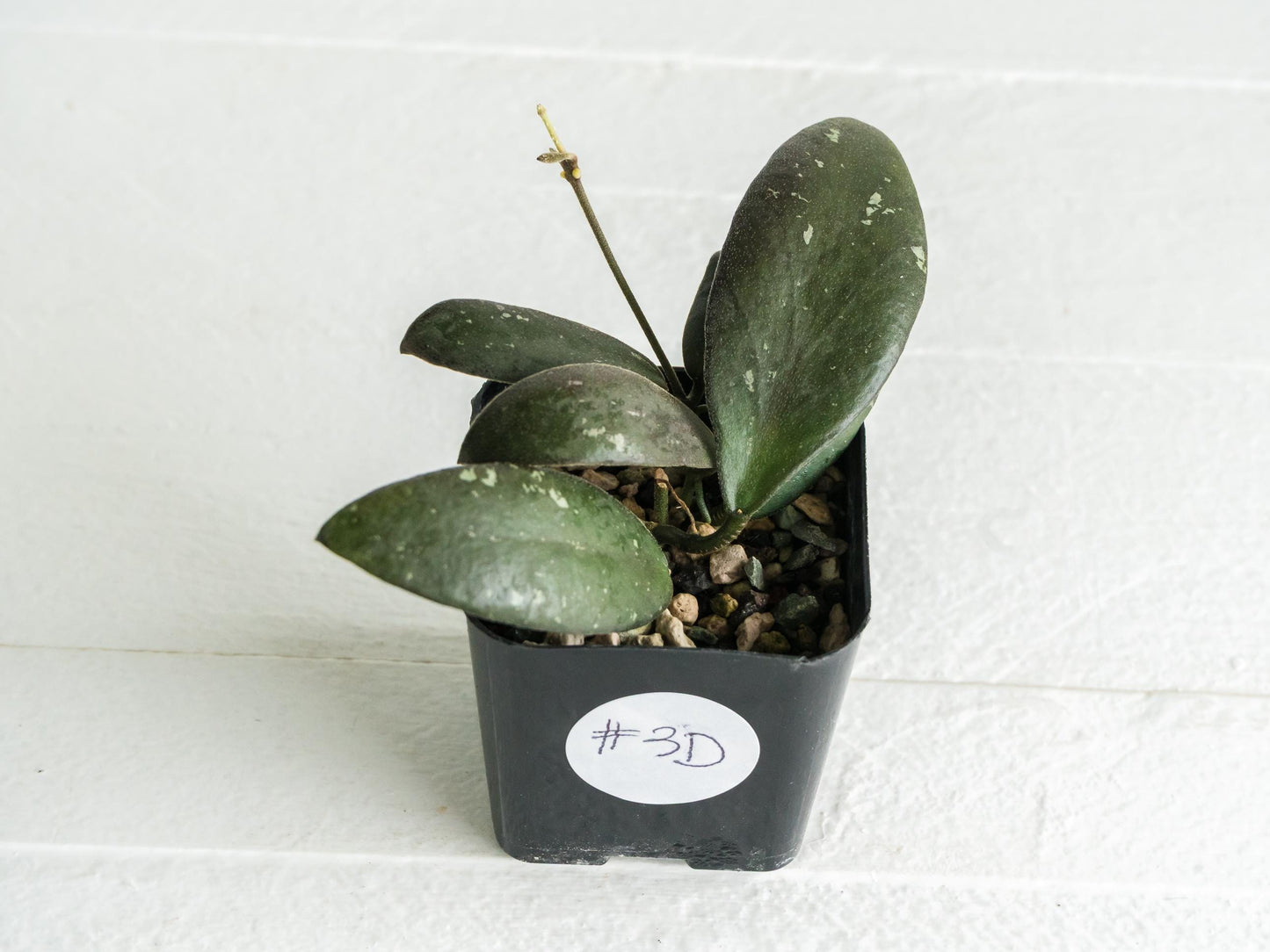 Hoya sabah 'Dragonfly' (EPC-960) | 2-Inch