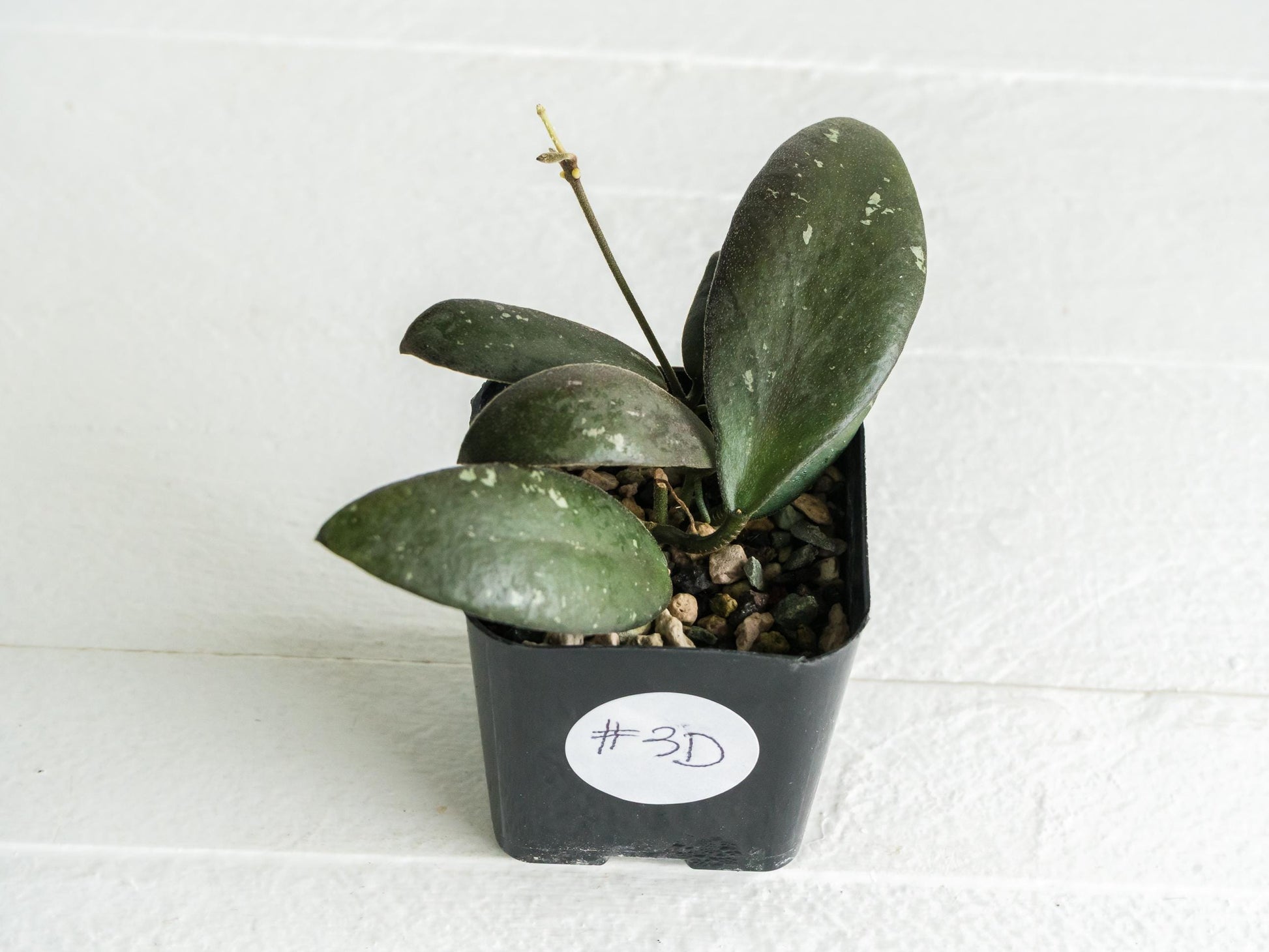 Hoya sabah 'Dragonfly' (EPC-960) | 2-Inch