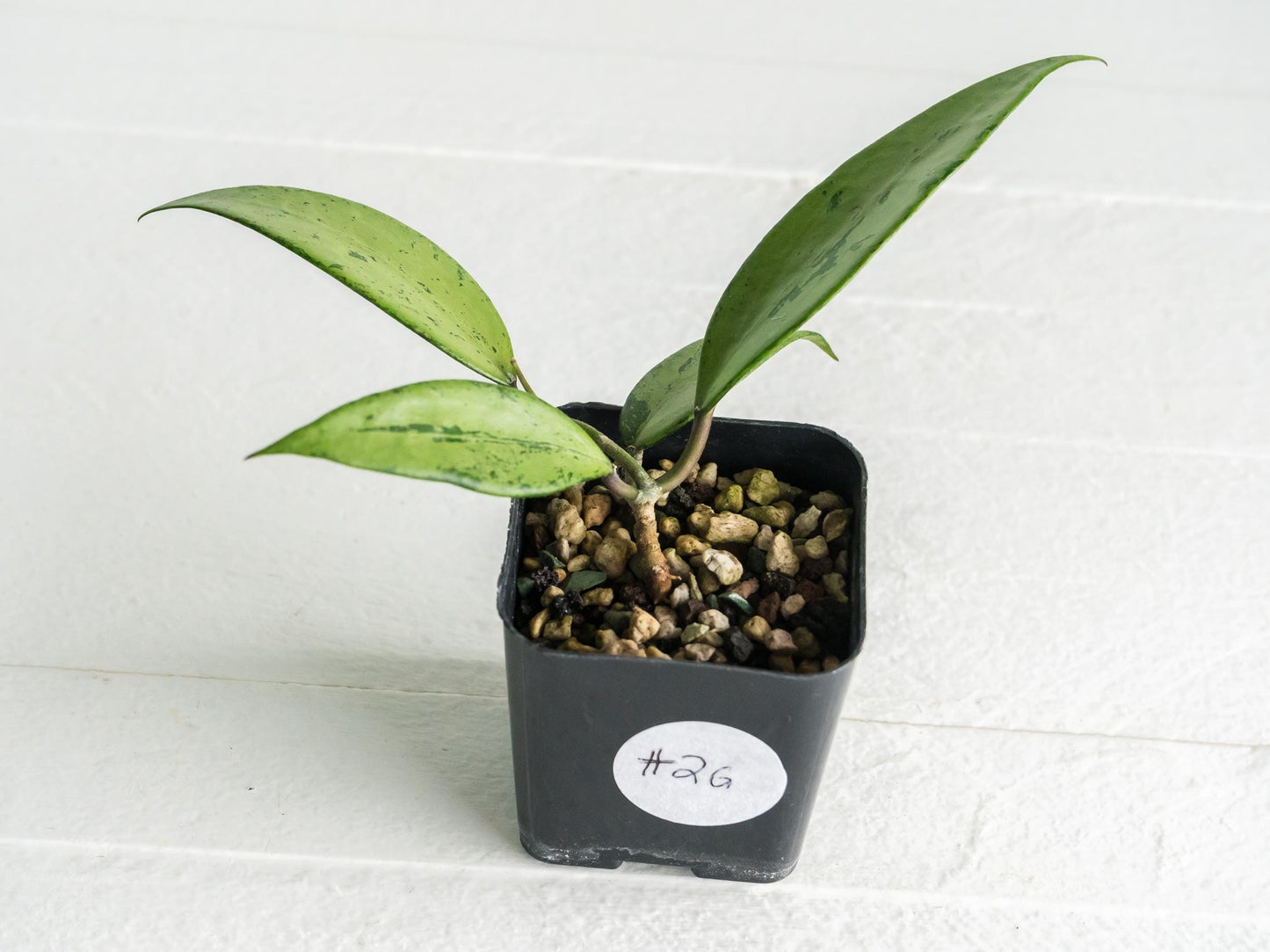 Hoya 'Snow Cui' (Silver) | 2-Inch