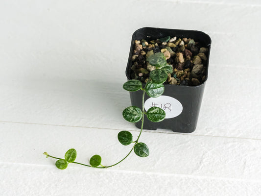 Hoya serpens (Splash) | 2-Inch