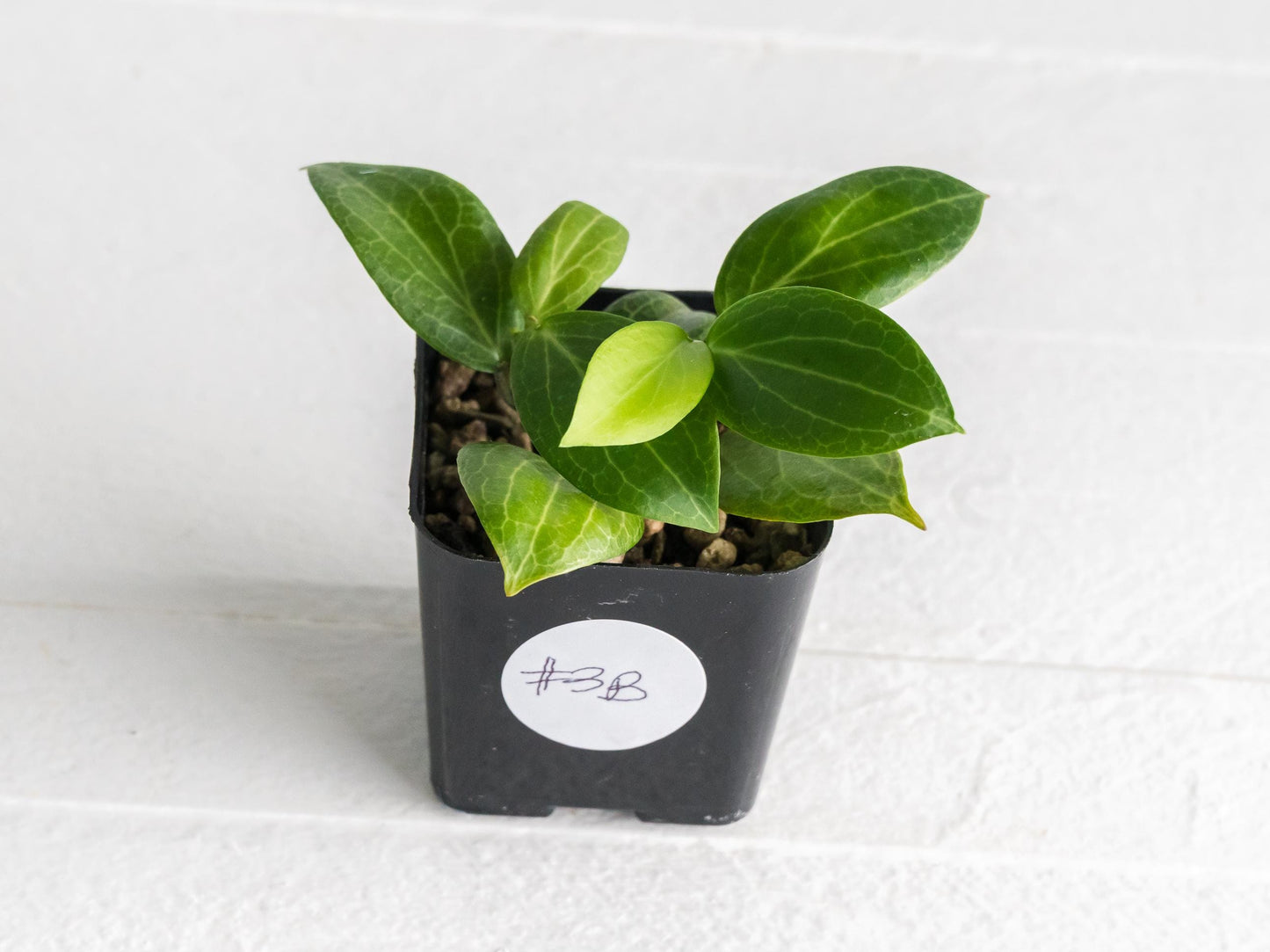 Hoya fitchii (Orange Flower) | 2-Inch