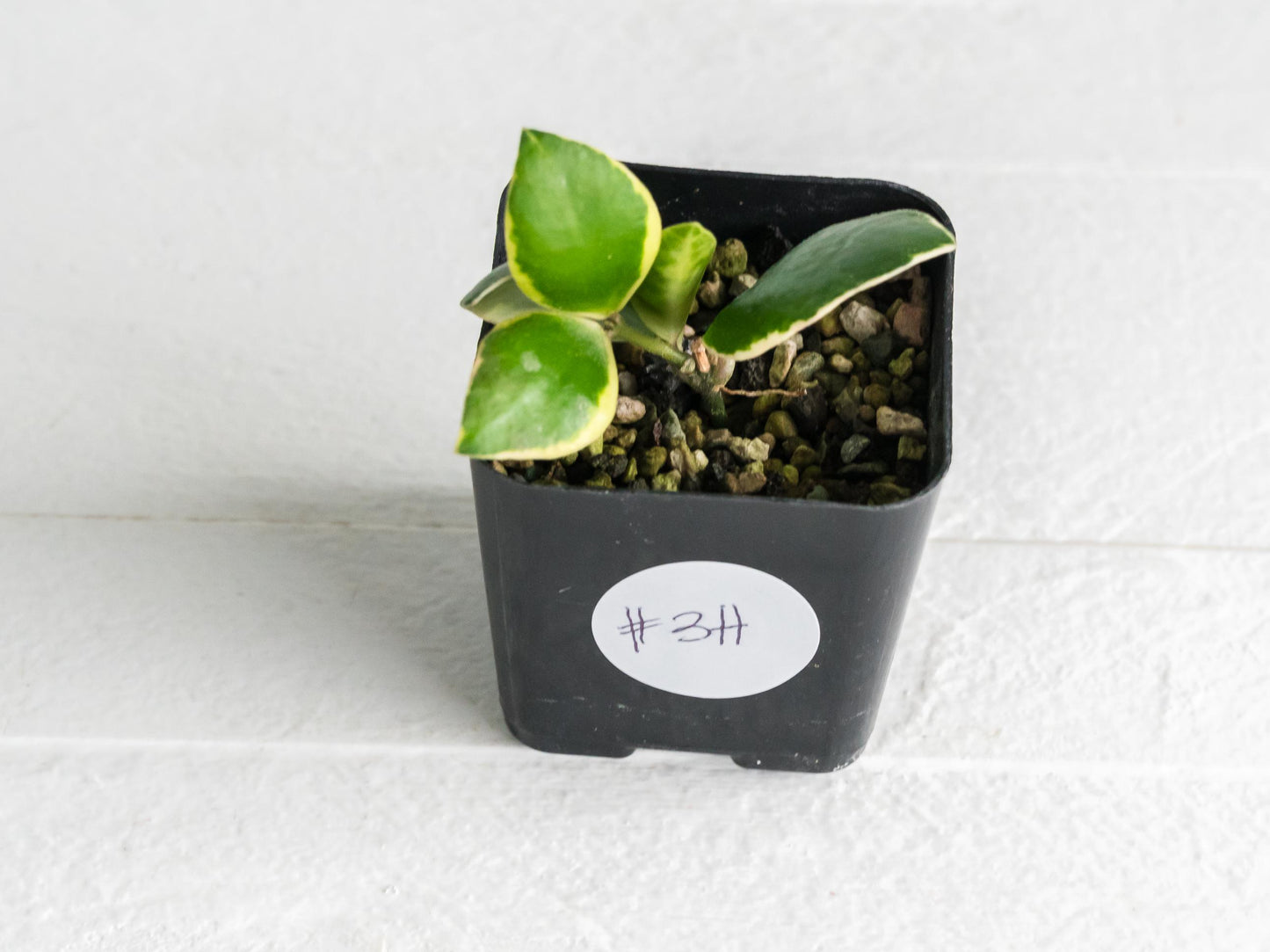 Hoya incurvula (Albomarginata / Outer Variegated) aka Hoya palta | 2-Inch