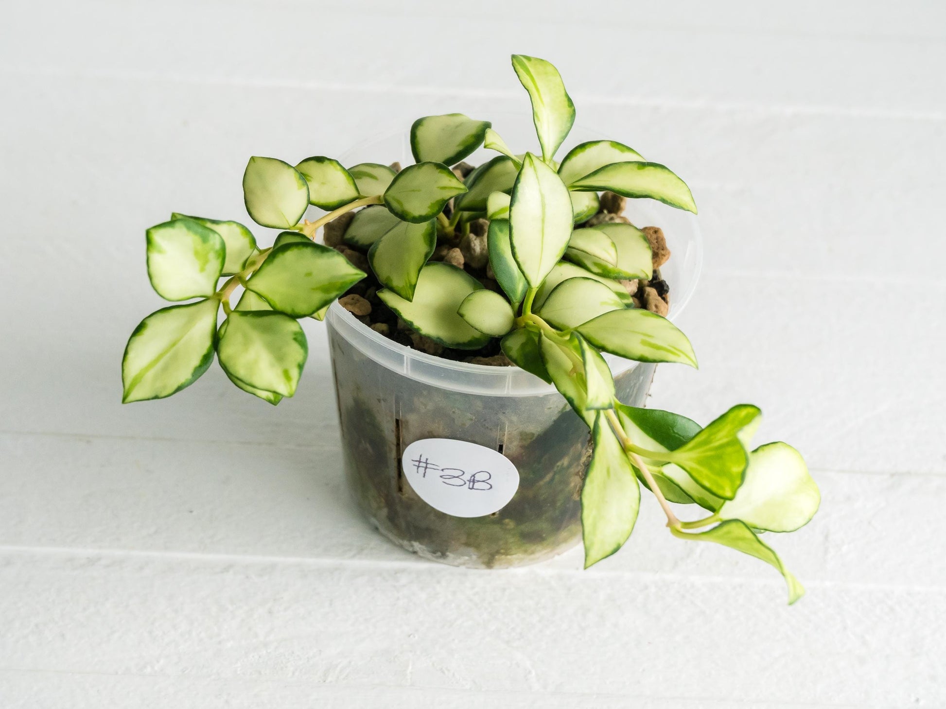 Hoya heuschkeliana (Inner Variegated) | 3-Inch