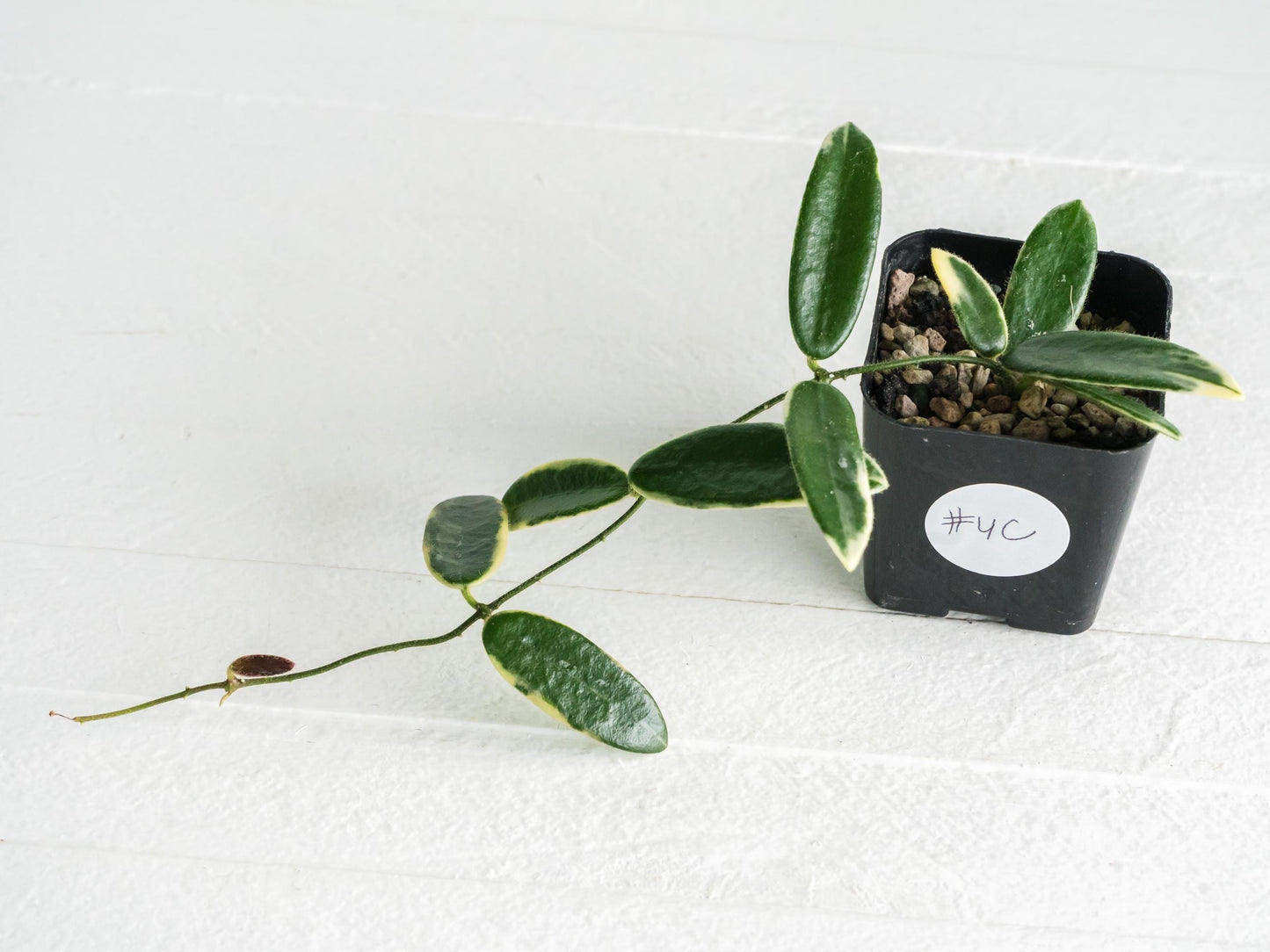 Hoya lyi 'Prism' (Pink Flower) | 2-Inch