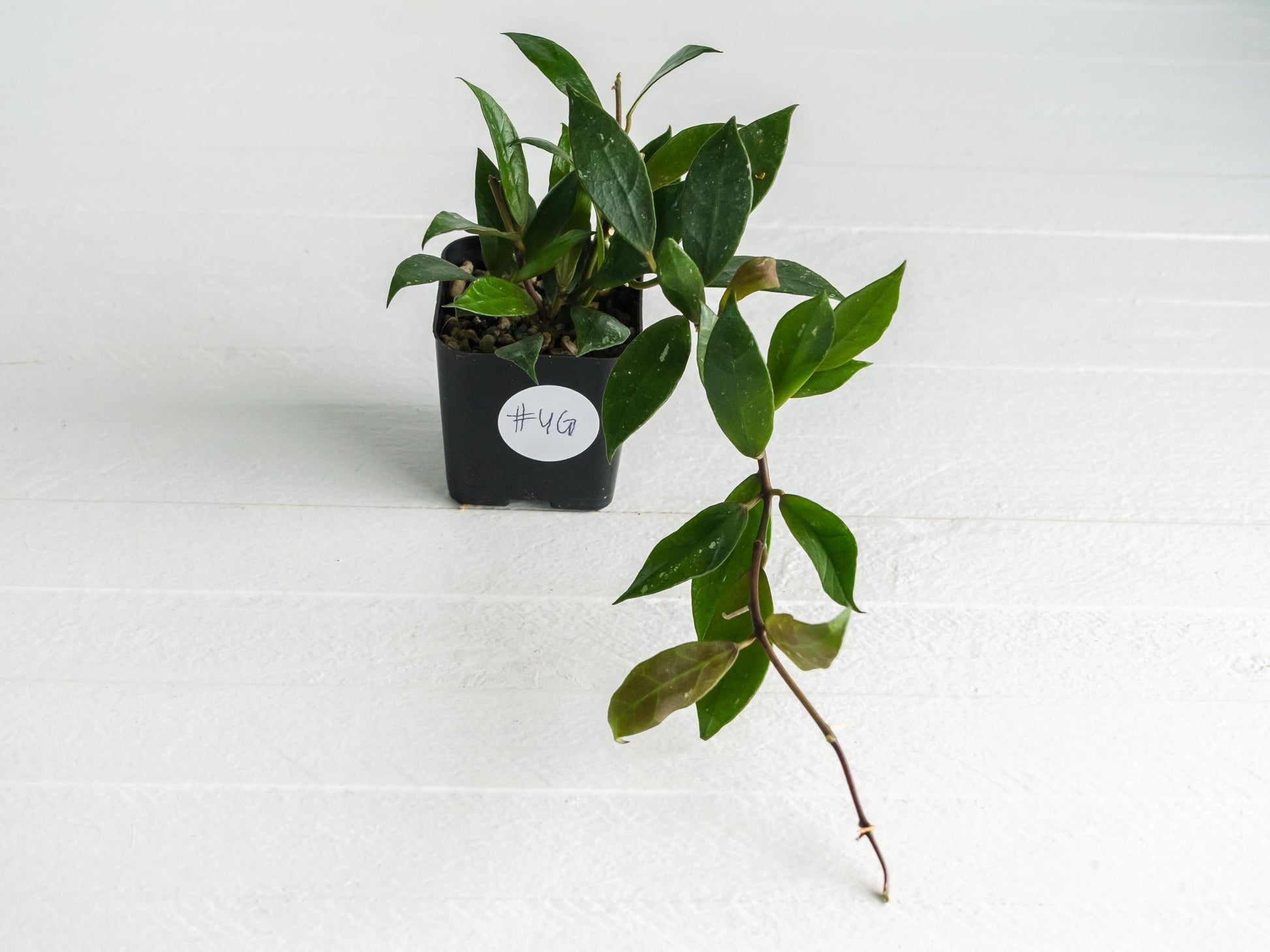 Hoya 'Rebecca' | 2-Inch