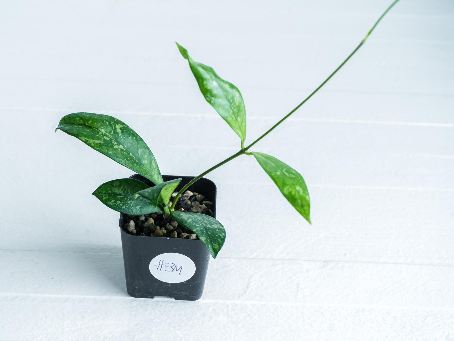 Hoya crassipetiolata (Splash) | 2-Inch