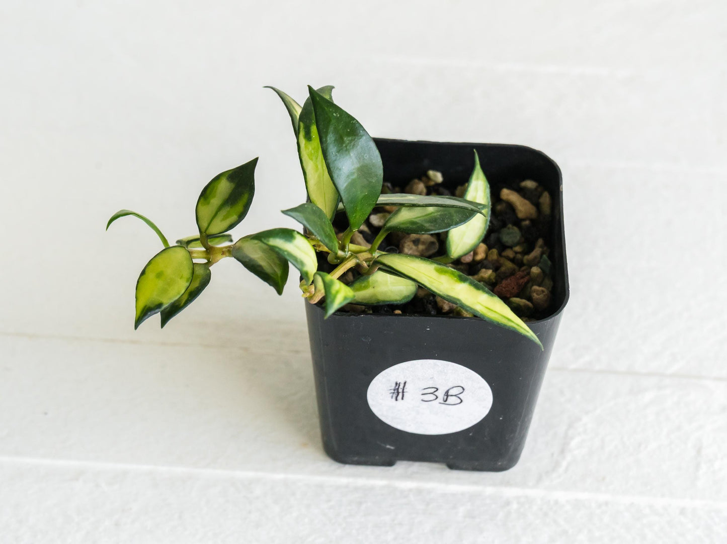 Hoya lacunosa (Inner Variegated) | 2-Inch