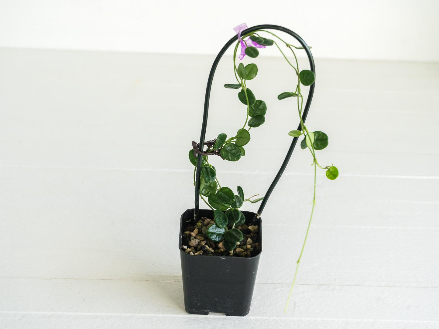 Hoya tengchongensis | Large 2-Inch