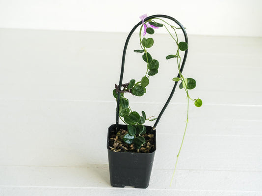 Hoya tengchongensis | Large 2-Inch