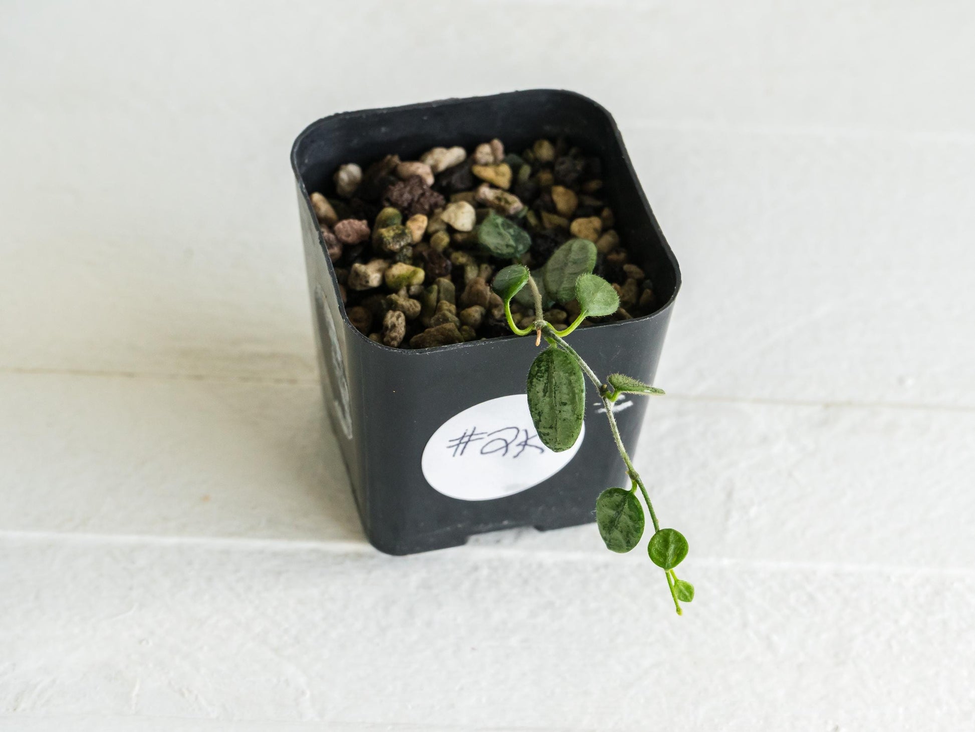 Hoya serpens (Silver) | 2-Inch