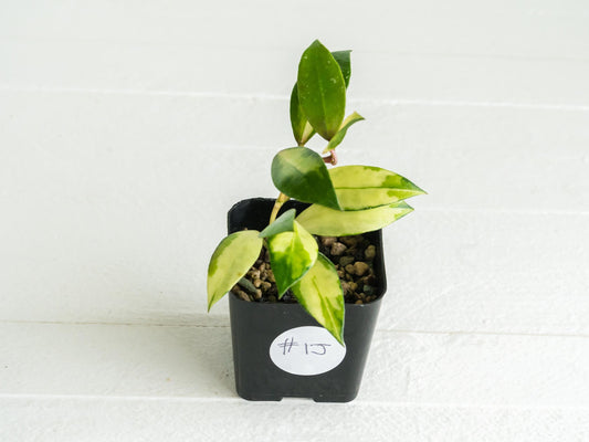 Hoya walliniana (Inner Variegated) | 2-Inch