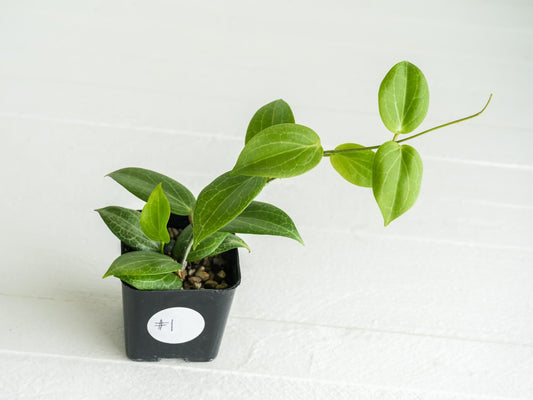 Hoya fitchii (Orange Flower) | 2-Inch