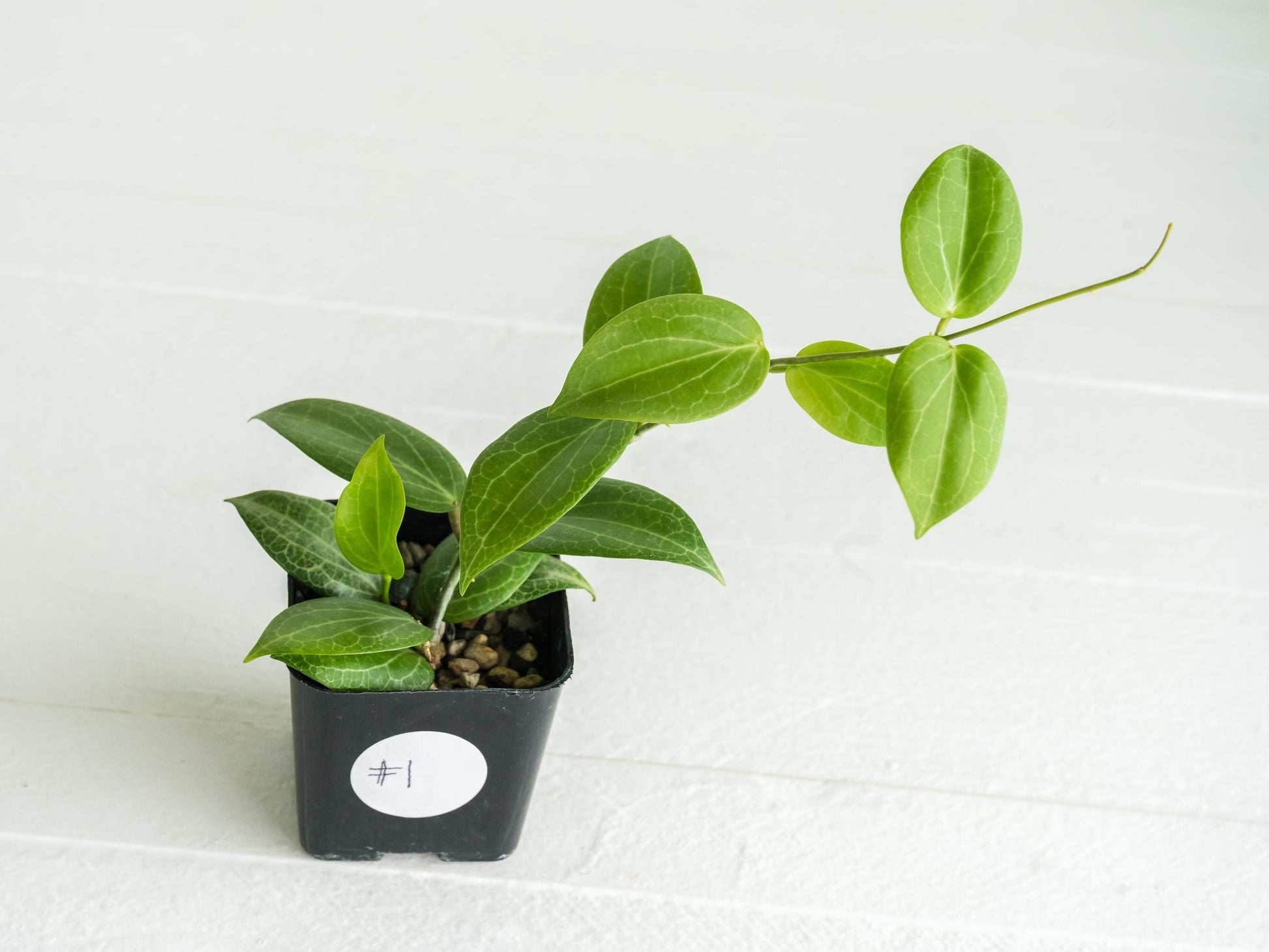 Hoya fitchii (Orange Flower) | 2-Inch